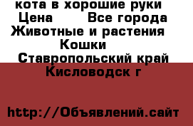 кота в хорошие руки › Цена ­ 0 - Все города Животные и растения » Кошки   . Ставропольский край,Кисловодск г.